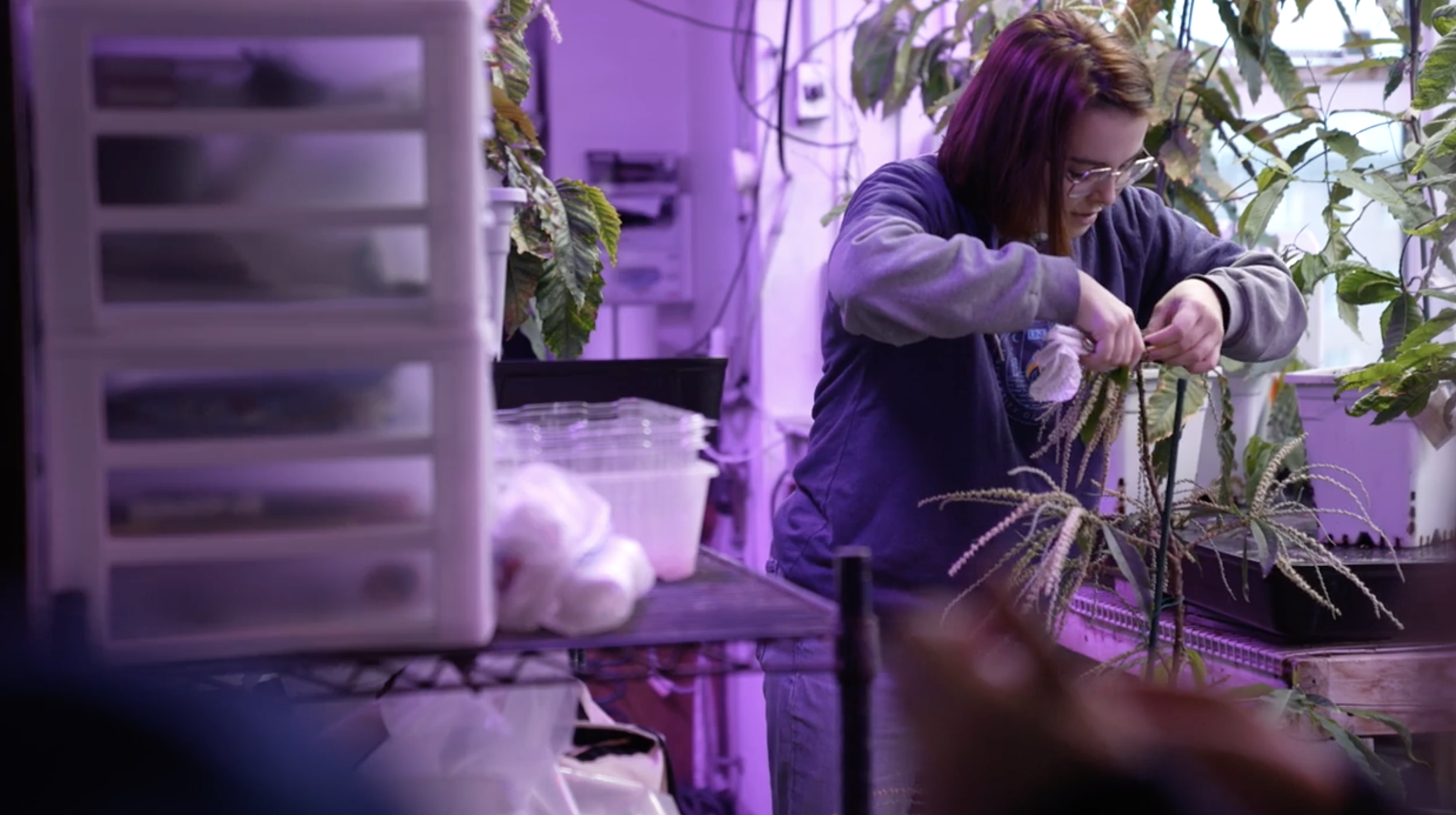 Efforts underway to bring the American chestnut tree back from extinction - Vimarsana News